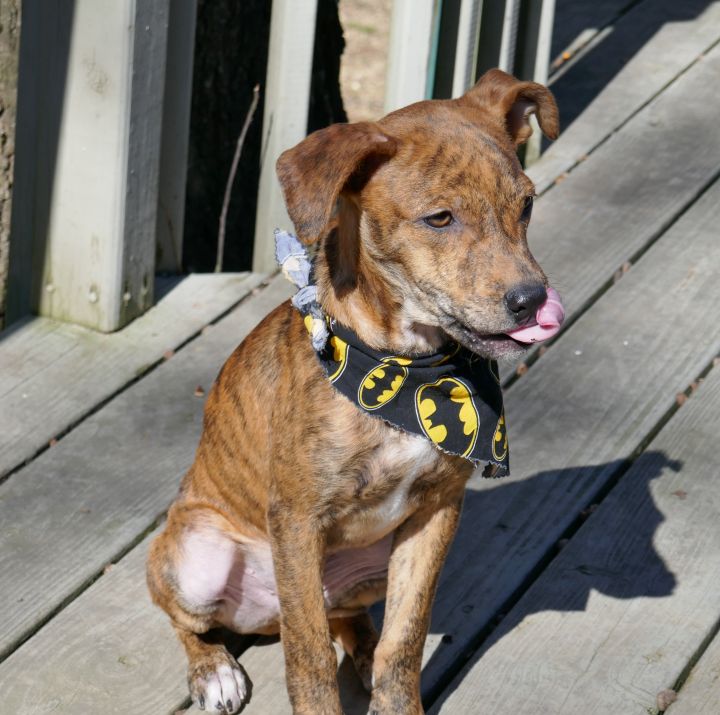 Cinnamon Toast, an adopted Labrador Retriever & Terrier Mix in Helena, AL_image-6