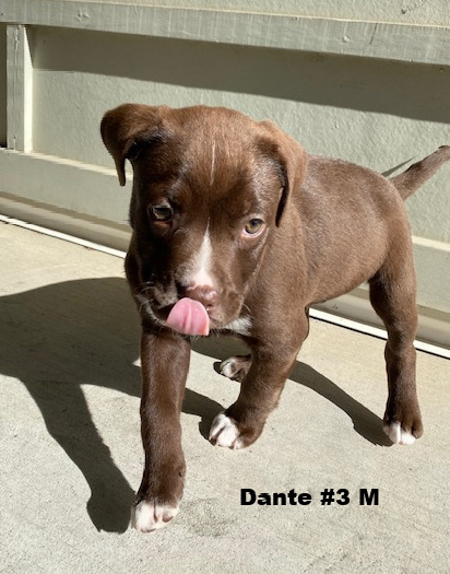 Dante, an adopted American Bully & Labrador Retriever Mix in Milford, CT_image-2