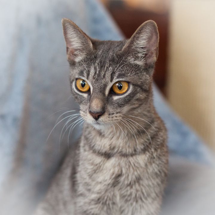 Elouise, an adopted Domestic Short Hair Mix in Ponte Vedra, FL_image-2