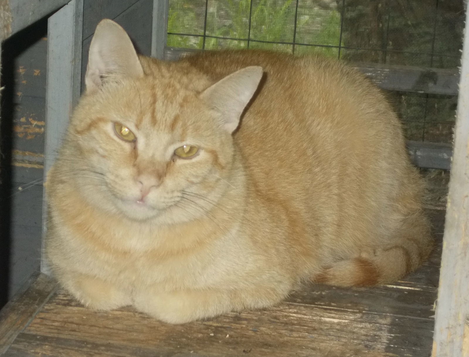 Logan, an adoptable American Shorthair in Naples, FL, 34116 | Photo Image 1