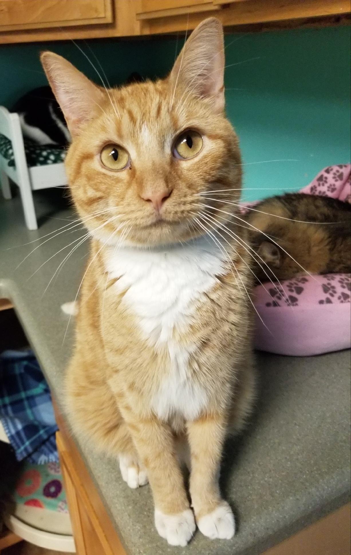 Logan, an adoptable American Shorthair in Naples, FL, 34116 | Photo Image 2