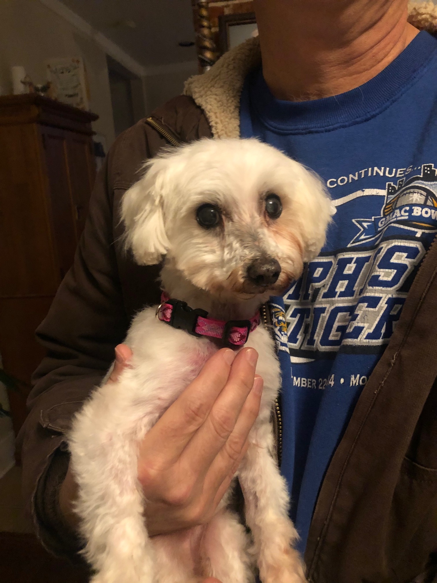 Dog for adoption - Hallie, a Maltese in Memphis, TN | Petfinder