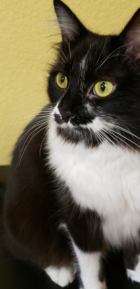 Khalissi, an adopted Domestic Long Hair & Manx Mix in Vallejo, CA_image-2