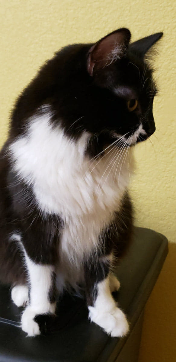 Khalissi, an adopted Domestic Long Hair & Manx Mix in Vallejo, CA_image-3