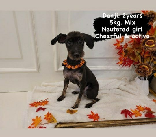 Danji, an adopted Terrier & Schnauzer Mix in Long Island City, NY_image-1