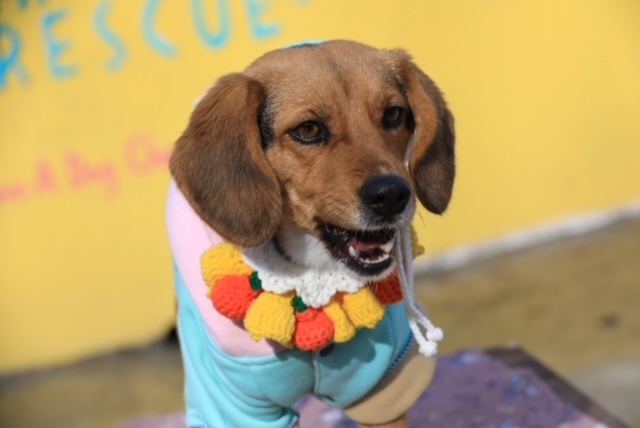 Bobby, an adopted Beagle in Long Island City, NY_image-3