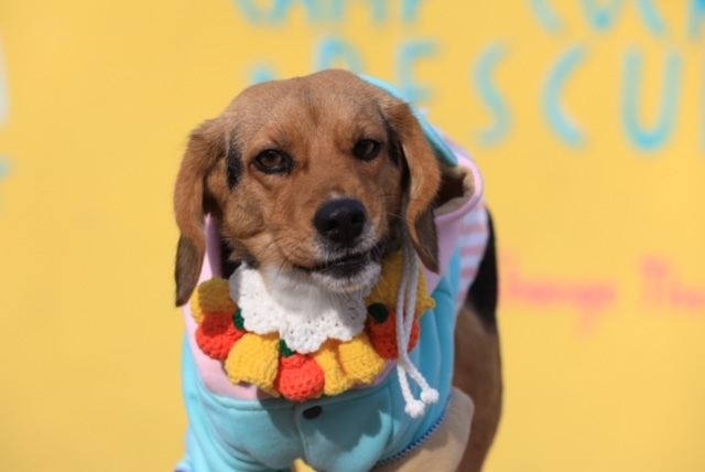 Bobby, an adopted Beagle in Long Island City, NY_image-4