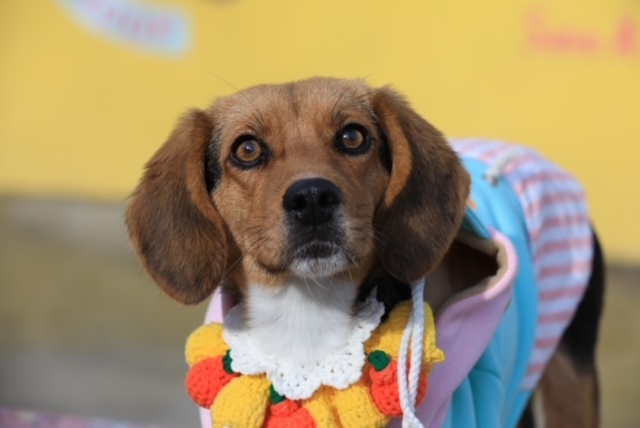 Bobby, an adopted Beagle in Long Island City, NY_image-5