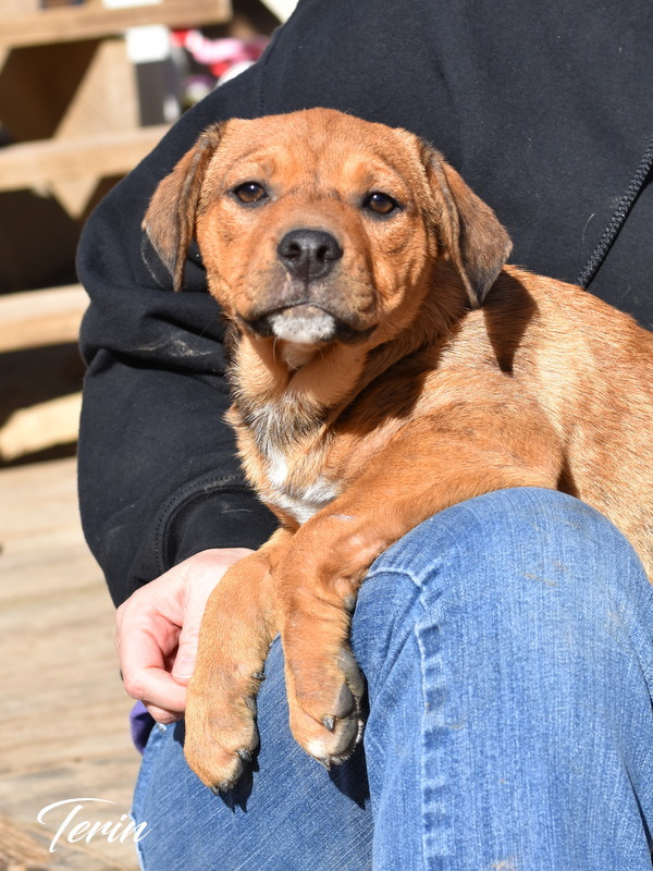 Terin (Orange Litter), an adopted Rat Terrier & Shetland Sheepdog / Sheltie Mix in Brewster, NY_image-4