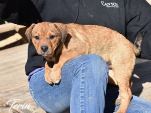 Terin (Orange Litter)