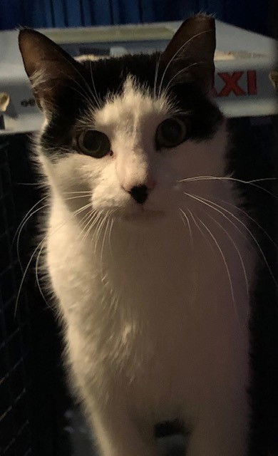 Mo Mo- (Working Cat)