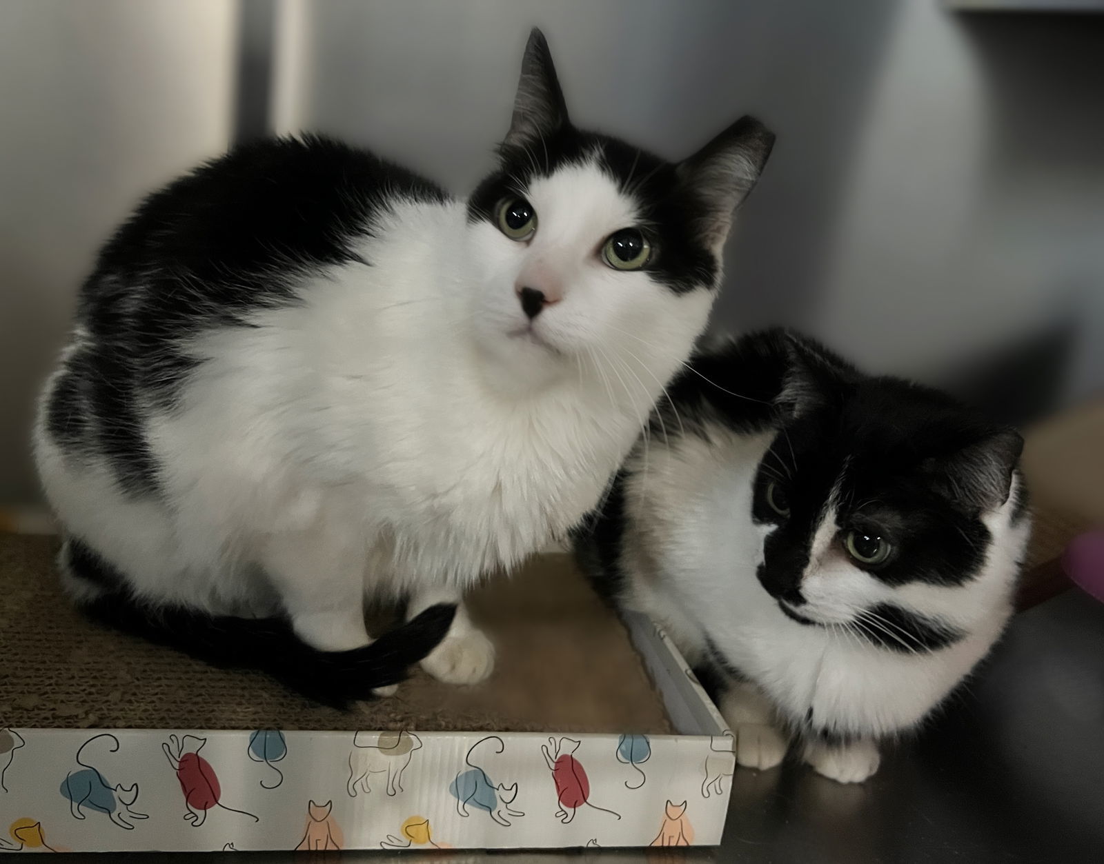 Mo Mo- (Working Cat)