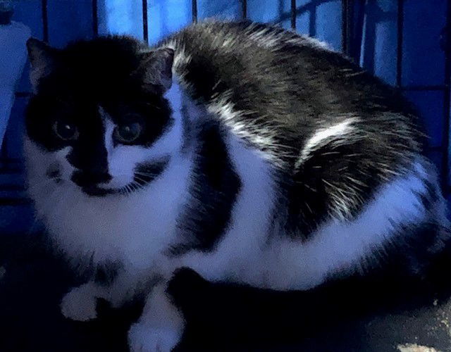 Little Peep- (Working Cat)