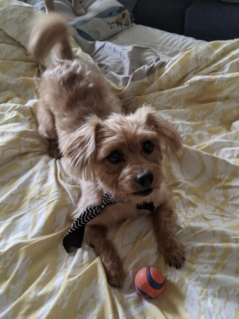 Dog For Adoption Fritzie Adoption Pending A Norfolk Terrier Miniature Poodle Mix In Spring Tx Petfinder