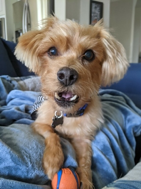 Dog For Adoption Fritzie Adoption Pending A Norfolk Terrier Miniature Poodle Mix In Spring Tx Petfinder