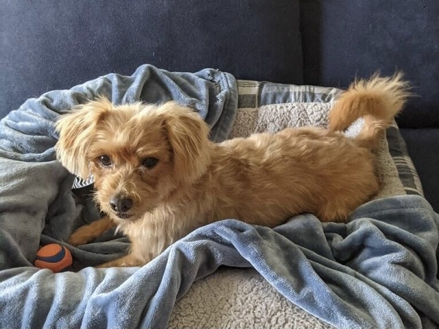 Dog For Adoption Fritzie Adoption Pending A Norfolk Terrier Miniature Poodle Mix In Spring Tx Petfinder