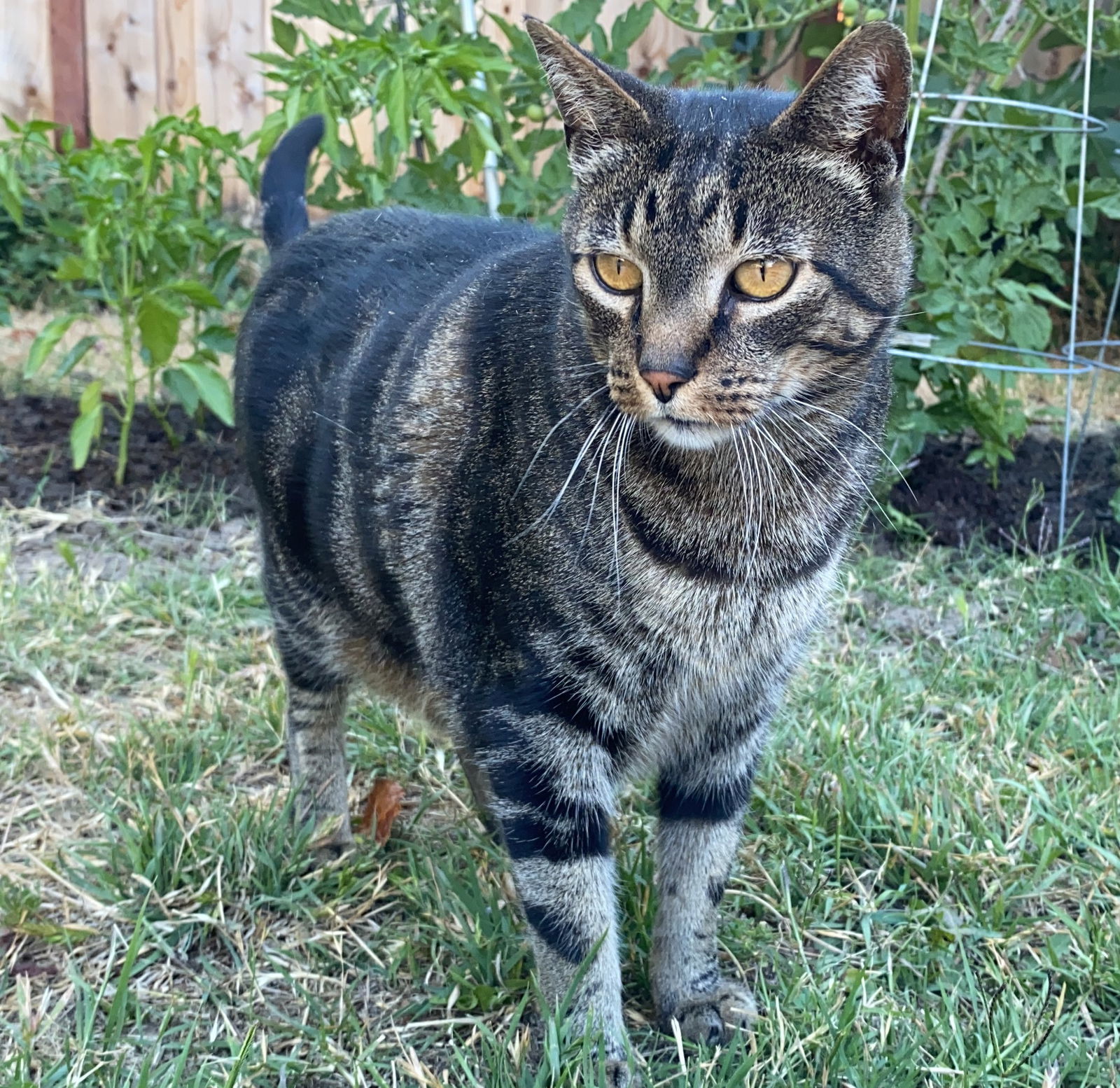 Butterfly, an adoptable Tabby, Domestic Short Hair in San Jose, CA, 95112 | Photo Image 1