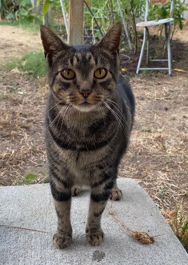 Butterfly, an adoptable Tabby, Domestic Short Hair in San Jose, CA, 95112 | Photo Image 2