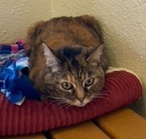 Susie, an adopted Torbie in Benicia, CA_image-2