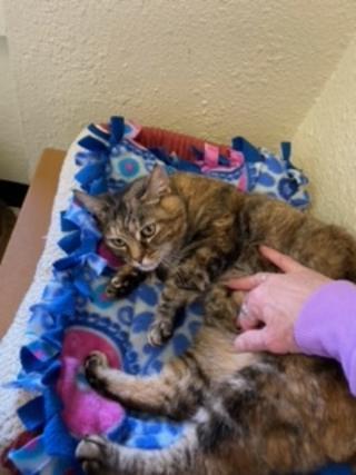 Susie, an adopted Torbie in Benicia, CA_image-3