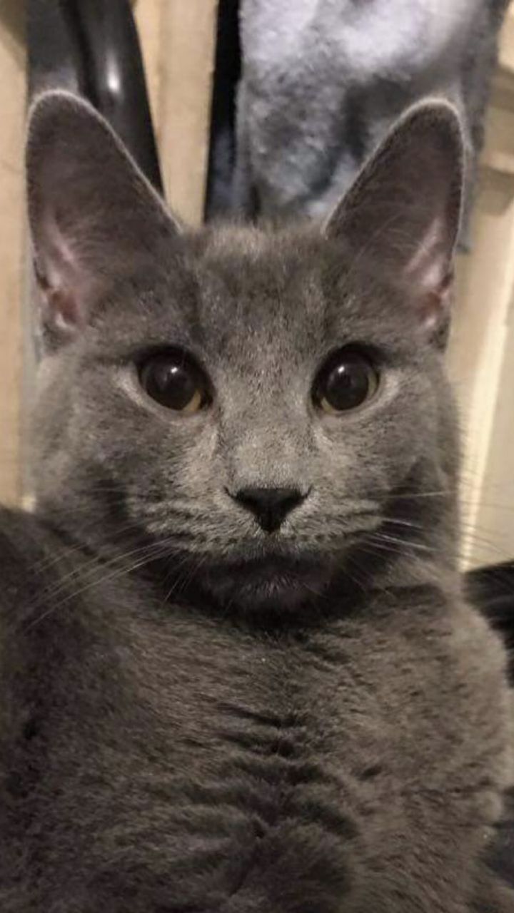 Tigger, an adopted Chartreux in Pittsburgh, PA_image-1