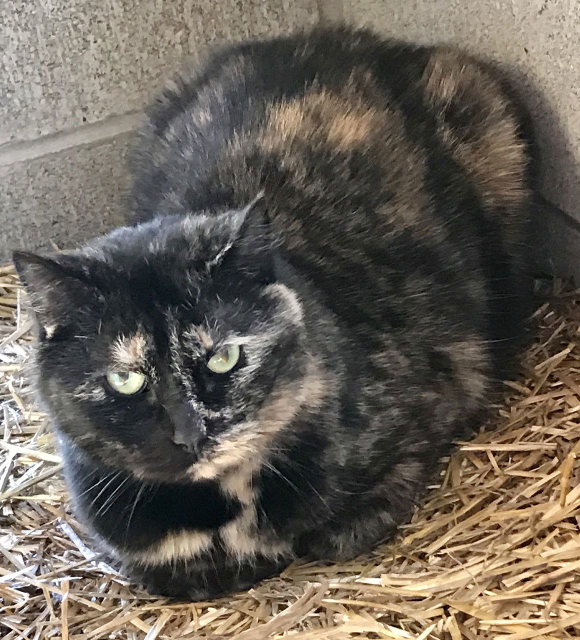 Ginger, an adoptable Tortoiseshell in Sistersville, WV, 26175 | Photo Image 1