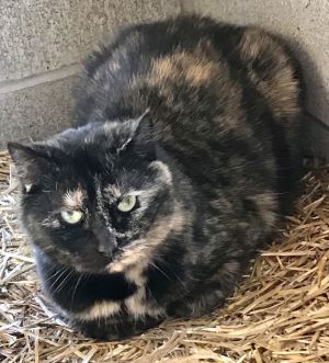 Ginger, Adult Female Tortoiseshell
