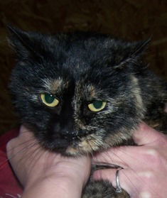 Ginger, an adoptable Tortoiseshell in Sistersville, WV, 26175 | Photo Image 3