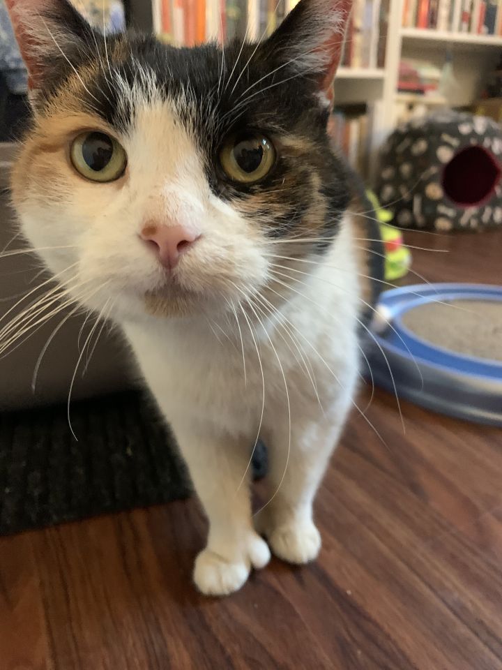 Gemma - Polydactyl, an adopted Calico in Independence, OH_image-1