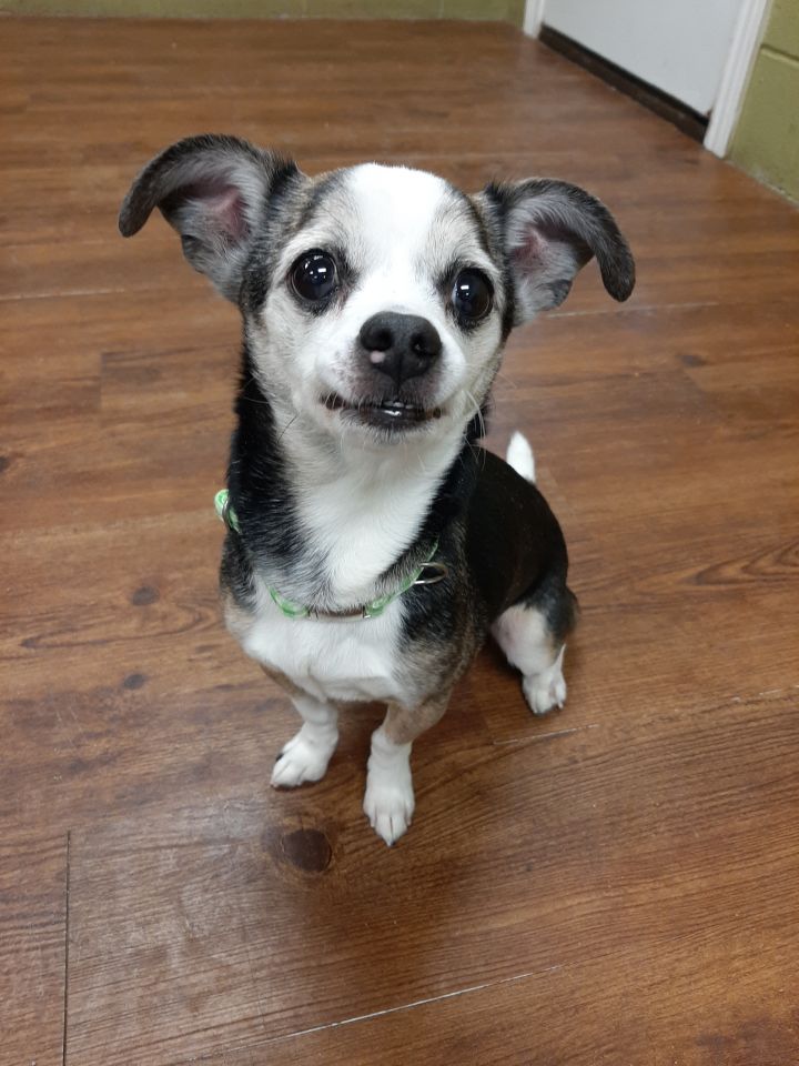 Gordon, an adoptable Chihuahua Mix in Lake Odessa, MI