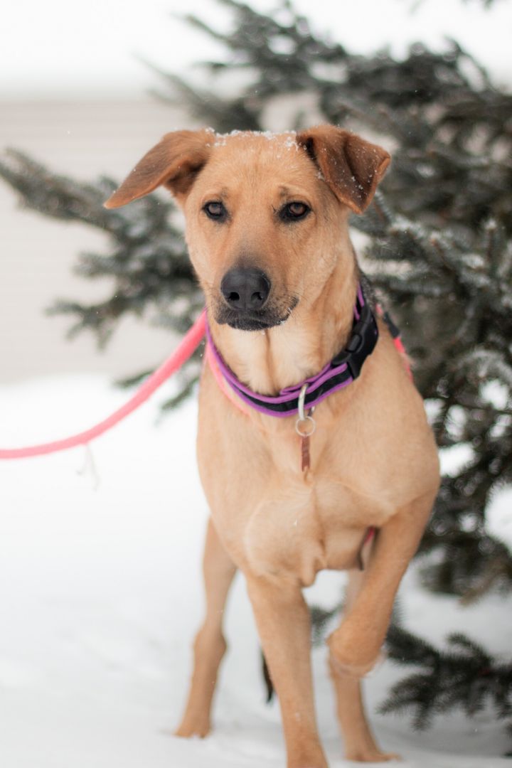 Gracey, an adopted Mixed Breed in Prior Lake, MN_image-2