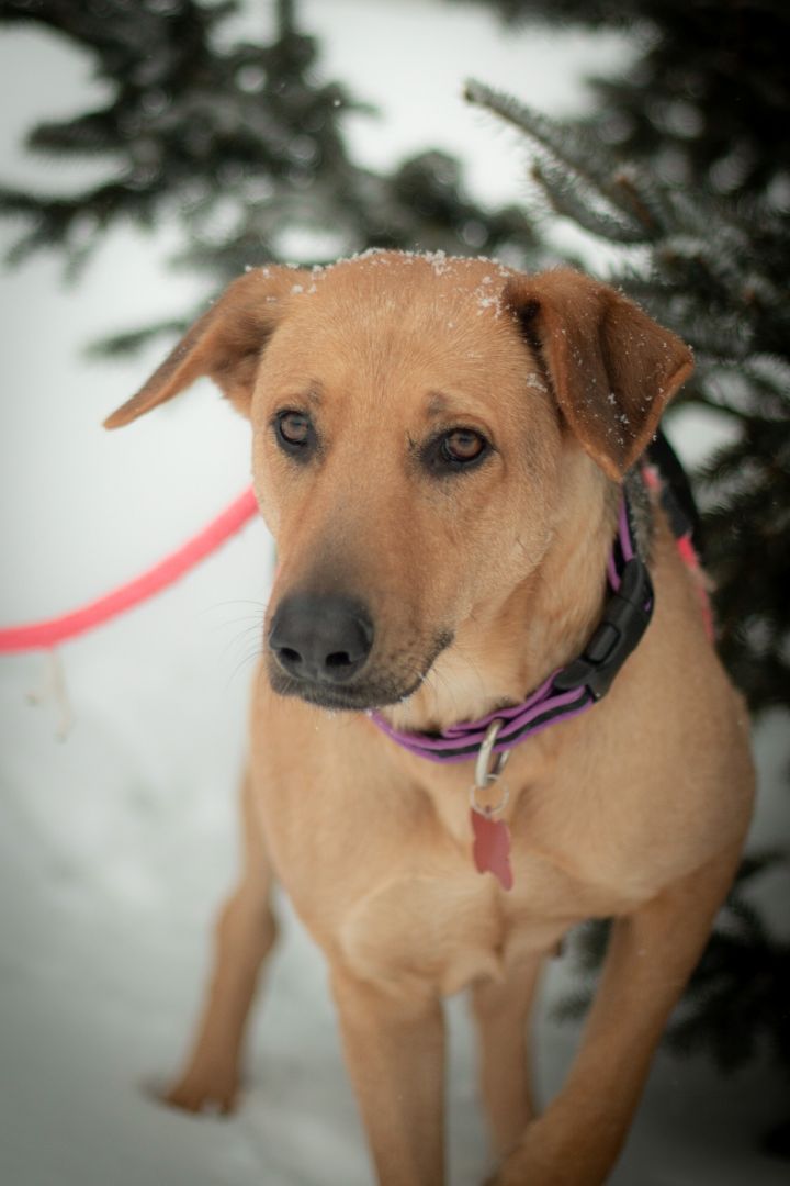 Gracey, an adopted Mixed Breed in Prior Lake, MN_image-6