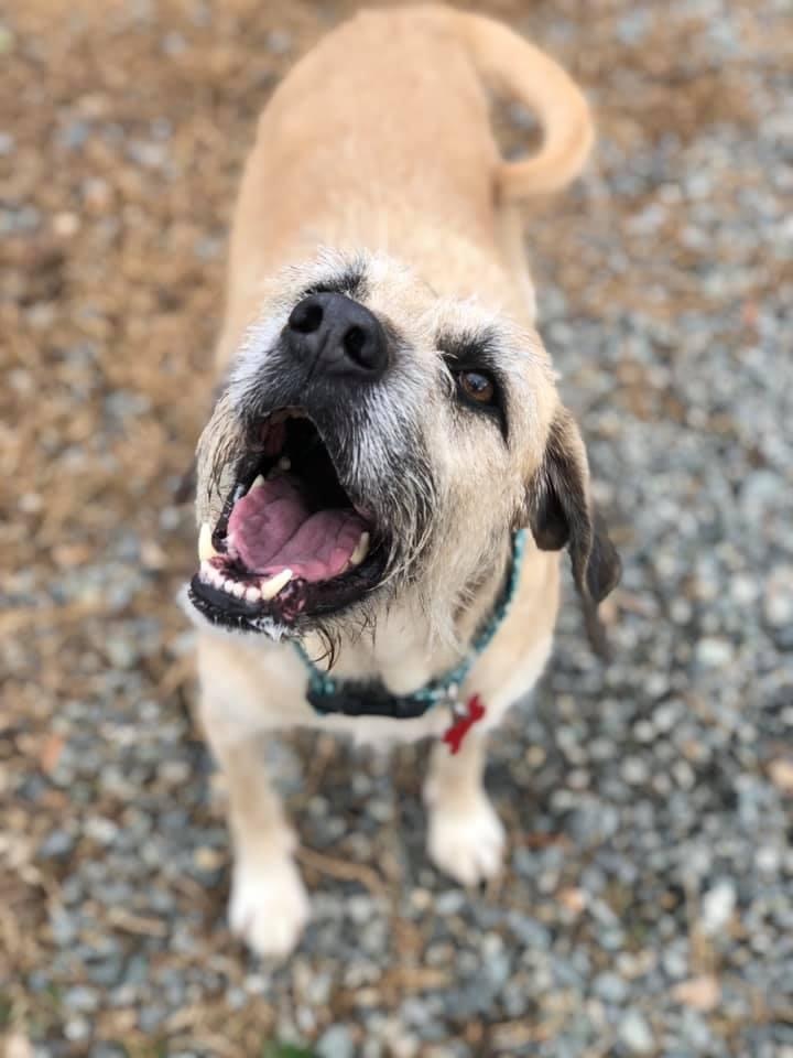 Dog For Adoption Gus A German Wirehaired Pointer Mix In Charlotte Nc Petfinder