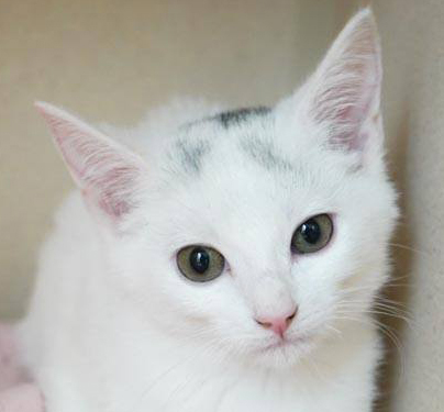 Mint - what a treat!  Beauty and love in one!, an adopted Turkish Van in South Salem, NY_image-4