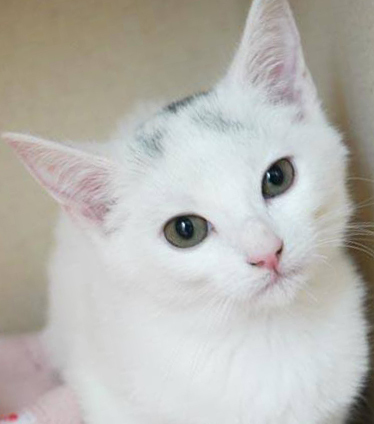 Mint - what a treat!  Beauty and love in one!, an adopted Turkish Van in South Salem, NY_image-1