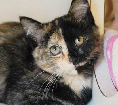 Macy is a little doll - what a face!!, an adopted Tortoiseshell in South Salem, NY_image-2