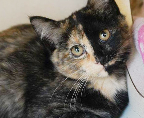 Macy is a little doll - what a face!!, an adopted Tortoiseshell in South Salem, NY_image-3