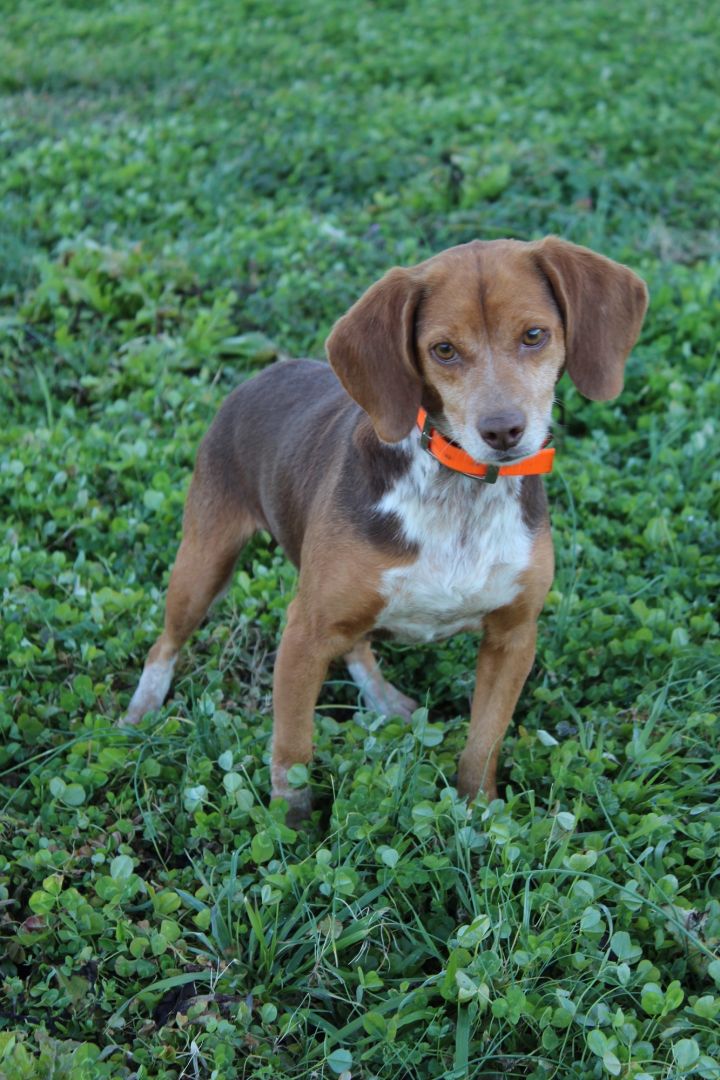 Cindy PENDING, an adopted Beagle in Chester, SC_image-1