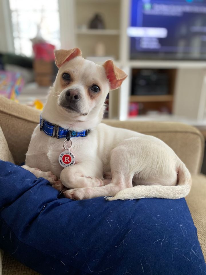 Billy, an adopted Chihuahua in Stamford, CT_image-4
