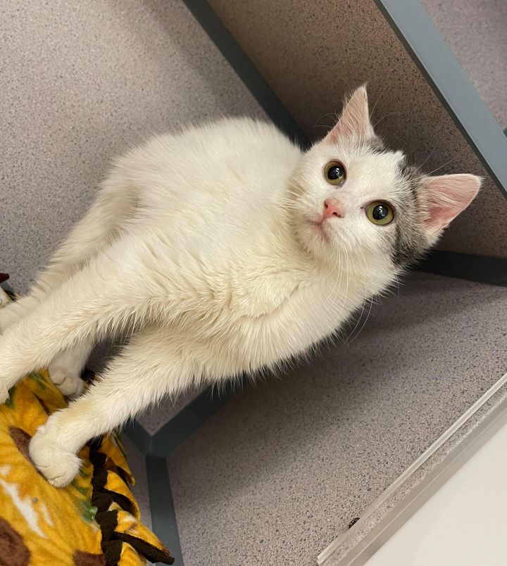 Bridget - fluffy sweet lover!, an adopted Turkish Van & Ragdoll Mix in South Salem, NY_image-1