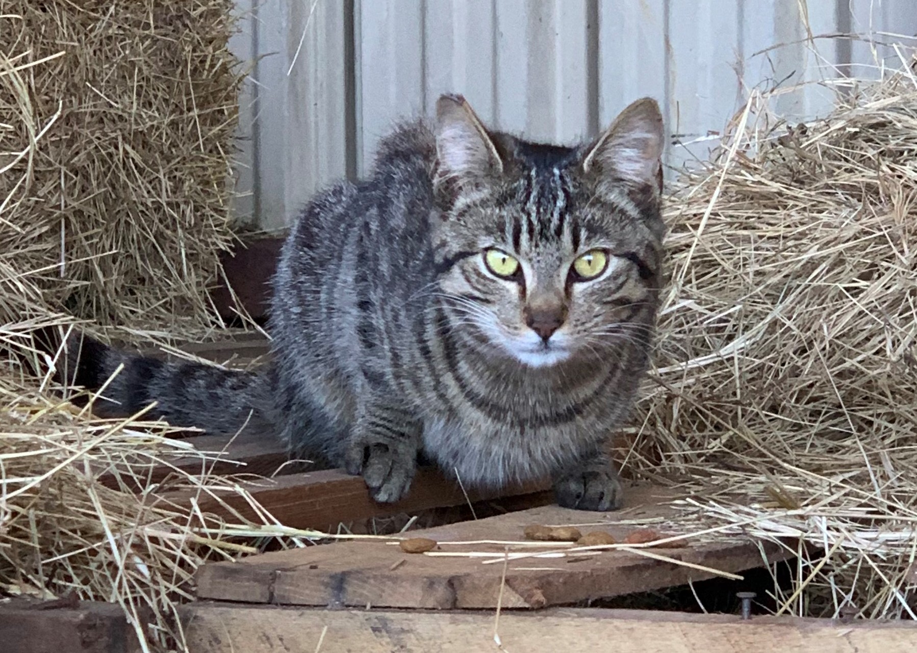 Barn Cat/Mouser, an adoptable Domestic Short Hair in Watkinsville, GA, 30677 | Photo Image 1