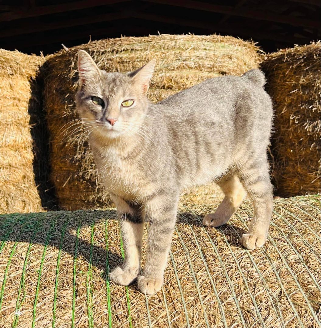 Barn Cat/Working Cat/Mouser, an adoptable Domestic Short Hair in Watkinsville, GA, 30677 | Photo Image 4