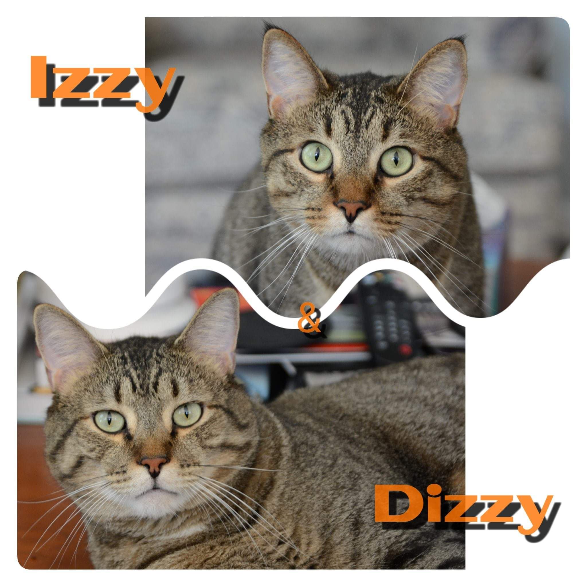 Dizzy detail page