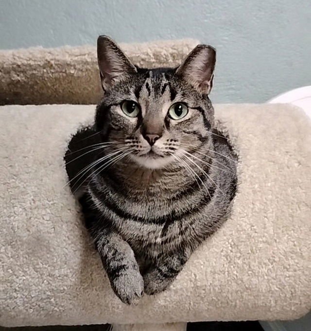 Skeeter, an adoptable American Bobtail in Tampa, FL, 33685 | Photo Image 1