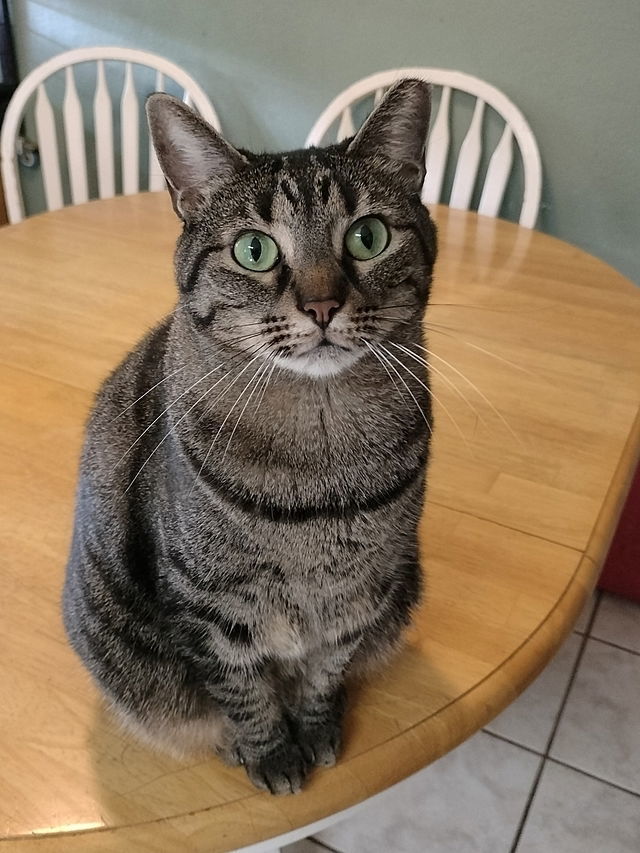 Skeeter, an adoptable American Bobtail in Tampa, FL, 33685 | Photo Image 1