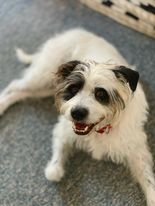 CHIP, an adoptable Sheepadoodle, Terrier in Burton, MI, 48519 | Photo Image 3