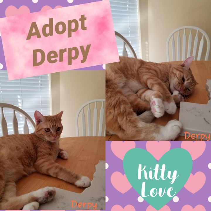Derpy, an adopted Domestic Short Hair Mix in East Greenwich, RI_image-1