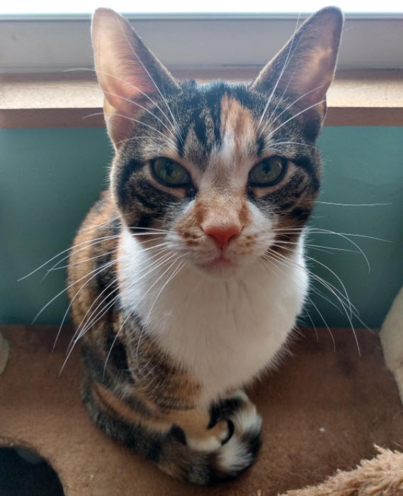 Kiela, an adoptable Calico & Domestic Short Hair Mix in Cleveland, OH_image-3