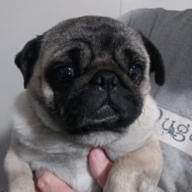 Keva, an adoptable Pug in Alvin, TX, 77512 | Photo Image 1