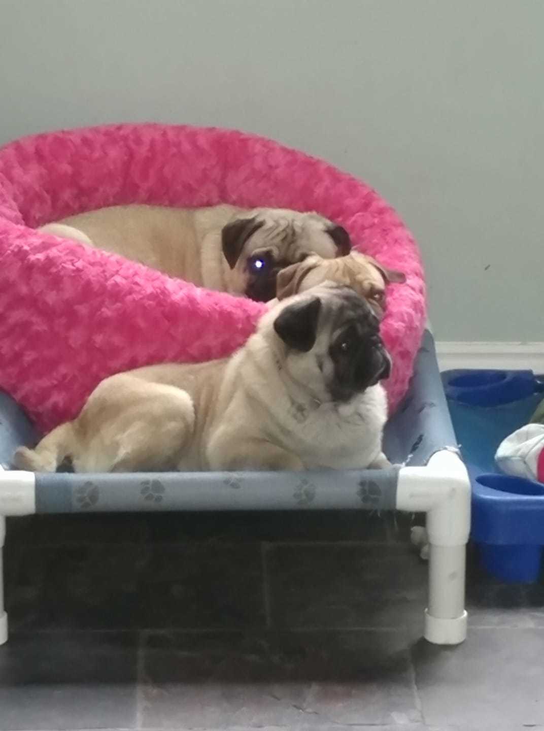 Keva, an adoptable Pug in Alvin, TX, 77512 | Photo Image 2
